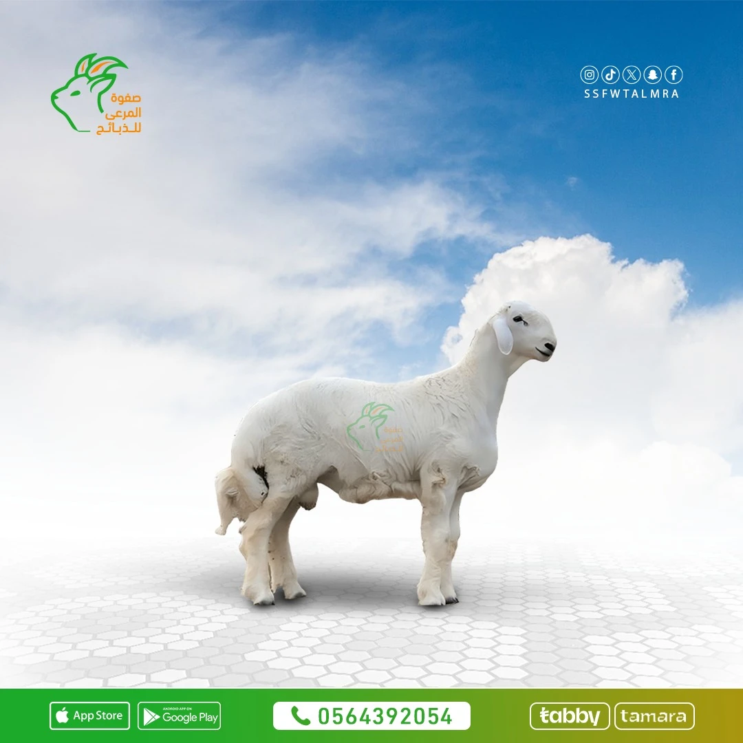 الحري وزن ١٨ كيلو